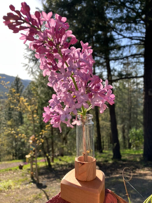 Single Celebration Holder